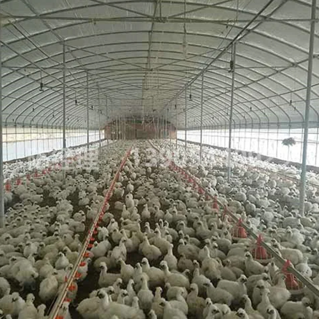 Steel Structure Henhouse From Qingdao Xgz Steel Structure for Chicken Farming Quality Steel Structure